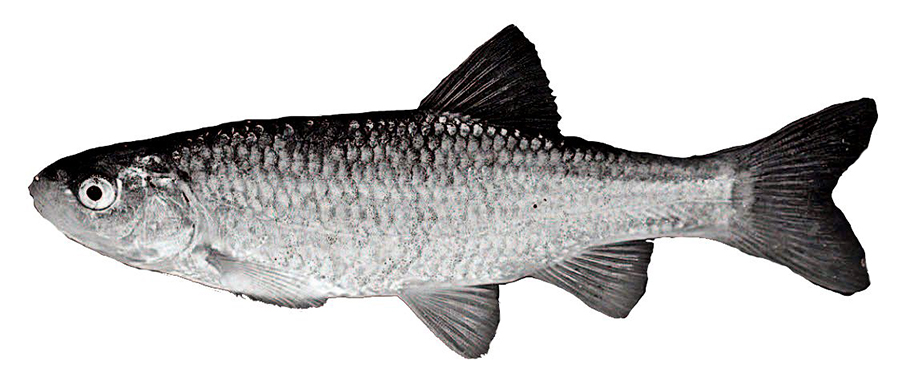 Squalius castellanus_01.jpg